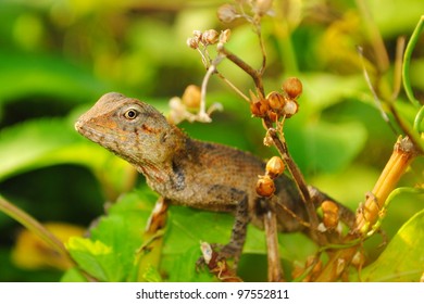 Lizard, At Raa Atoll Inguraidhoo, Maldives