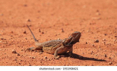 Lizard In The Red Outback NSW