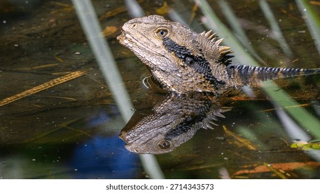 Lizard reflected in a pool of water