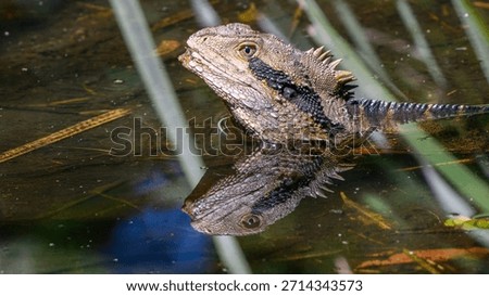 Lizard reflected in a pool of water