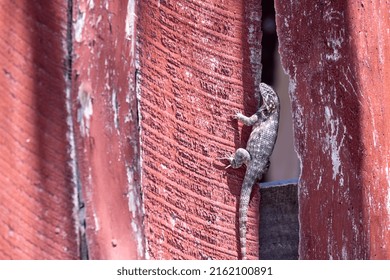 A Lizard Relaxing On A Wooden Shack