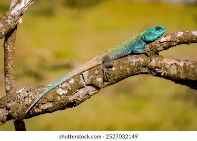 lizard, reptile, colorful, green orange turquoise lizard, settler agama, agama agama, agamidae, iguana, chameleons, dragon, gecko, wild, reptiles, sun, warm, deserts, desert animals, animals, Africa - Powered by Shutterstock