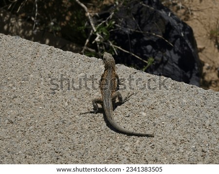lizard, reptile, joshua tree, california        