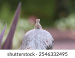 Lizard resting on a statue in garden