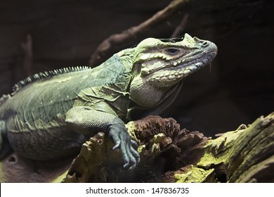Lizard Rhinoceros Iguana