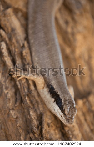 Similar – A small grass snake on the compost