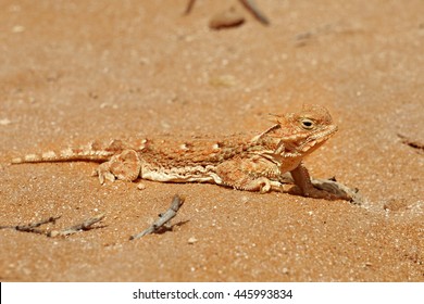 Lizard in the sand in the desert
