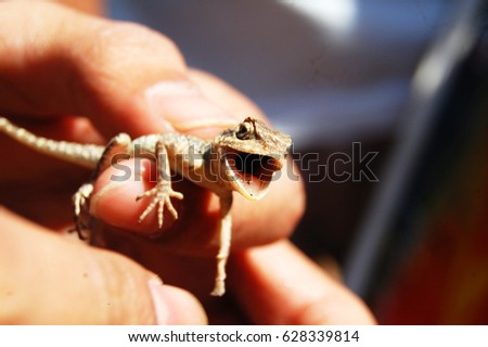 Lizard scream