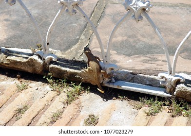 Lizard in the shadow