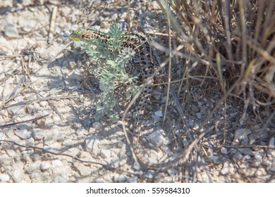 lizard in the shadow