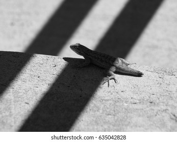 Lizard in Shadow