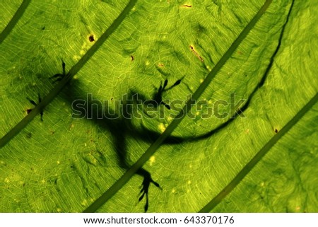 Lizard Silhouette