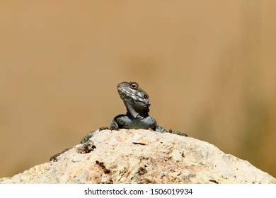 A lizard sits on a large stone on the shores of the Mediterranean Sea and basks in the sun