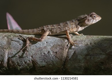 the lizard sits on an old bamboo trunk, lit by a gliding beam of light, on a gray  blurry background