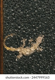 A lizard is sitting on a black surface. The lizard is surrounded by a lot of small rocks