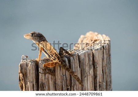 A lizard is sitting on a log. The lizard is brown and has a long tail
