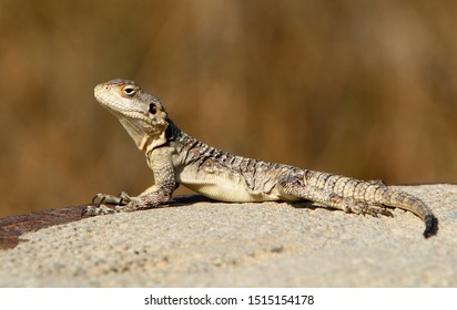 lizard sitting on a rock and basking in the sun