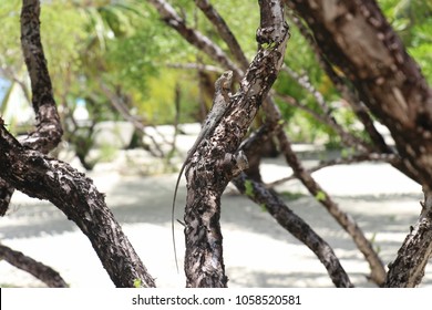 lizard sitting on a tree