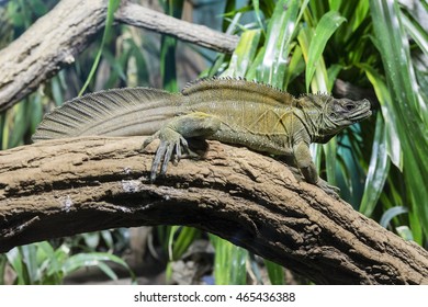 Lizard sitting on a tree trunk.