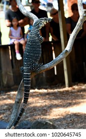 Lizard sitting in a tree
