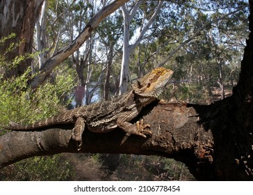 A Lizard Sitting In A Tree On The Goulburn River
