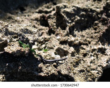 The lizard is small, black and gray, masquerading as a stone.
