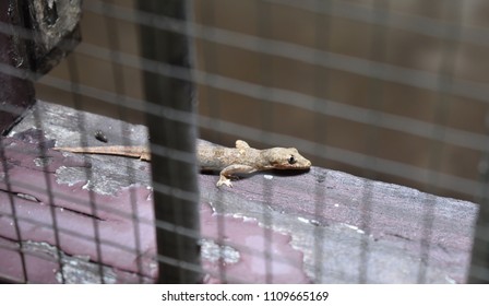 The lizard is stand on the window.