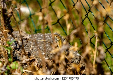 lizard standing on stone