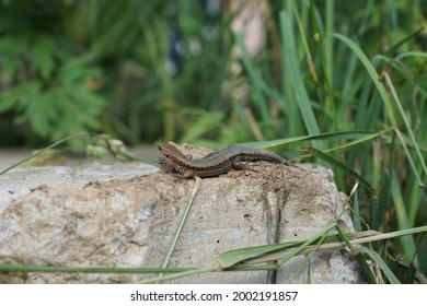 lizard standing on a stone