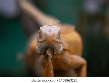 Lizard staring at the camera