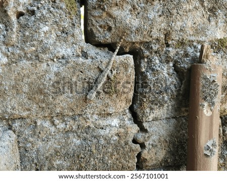 a lizard stuck to a mossy red brick wall that had cracks and holes