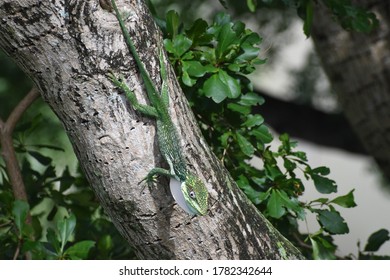 Lizard sun bathing on tree