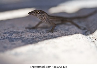 lizard in sun and shadow florida