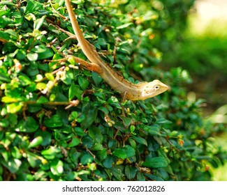 a lizard sunbathe