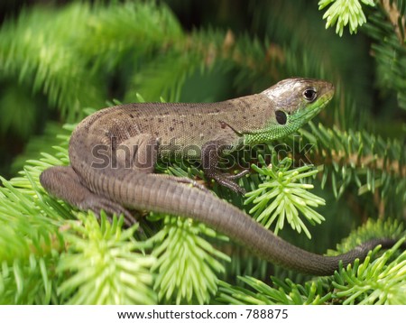 Lizard sunbathing on a pine branch