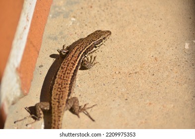 Lizard sunbathing on a stone