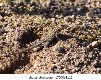 Lizard sunning in the Desert