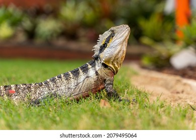 Lizard sunning in the grass
