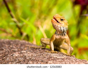 Lizard Sunning on Rock