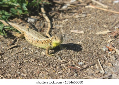 Lizard in sunshine.
