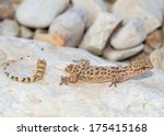 Lizard tail loss (broken tail) and regeneration - Mediterranean (House) Gecko shortly after dropping its tail to avoid a predator 