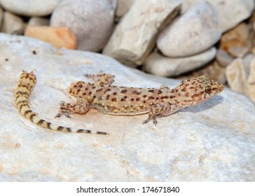 Lizard Tail Loss And Regeneration - Mediterranean Gecko Shortly After Dropping Its Tail To Avoid A Predator