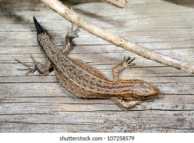 Lizard With Tail Stump