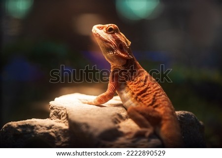 Lizard in a terrarium with beautiful lighting