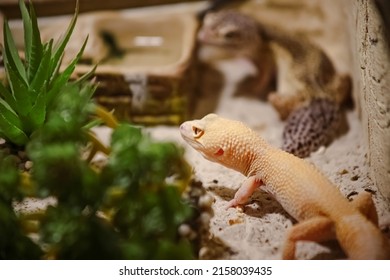 A lizard in a terrarium. The texture of the reptile's skin. - Shutterstock ID 2158039435