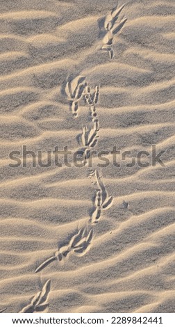 Lizard tracks in the sand. 