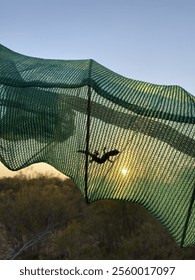Lizard trapped with sunset background 