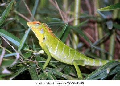 The Lizard in the tree