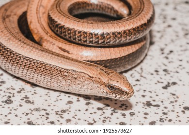 A lizard twisted in a circle basks in the sun, a slow and timid amphibian.2021