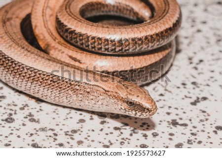A lizard twisted in a circle basks in the sun, a slow and timid amphibian.2021